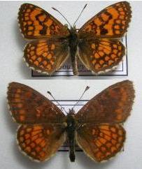 Mellicta athalia celadussa aberrant (Internet Image property of respective owner, non-commercial use only)